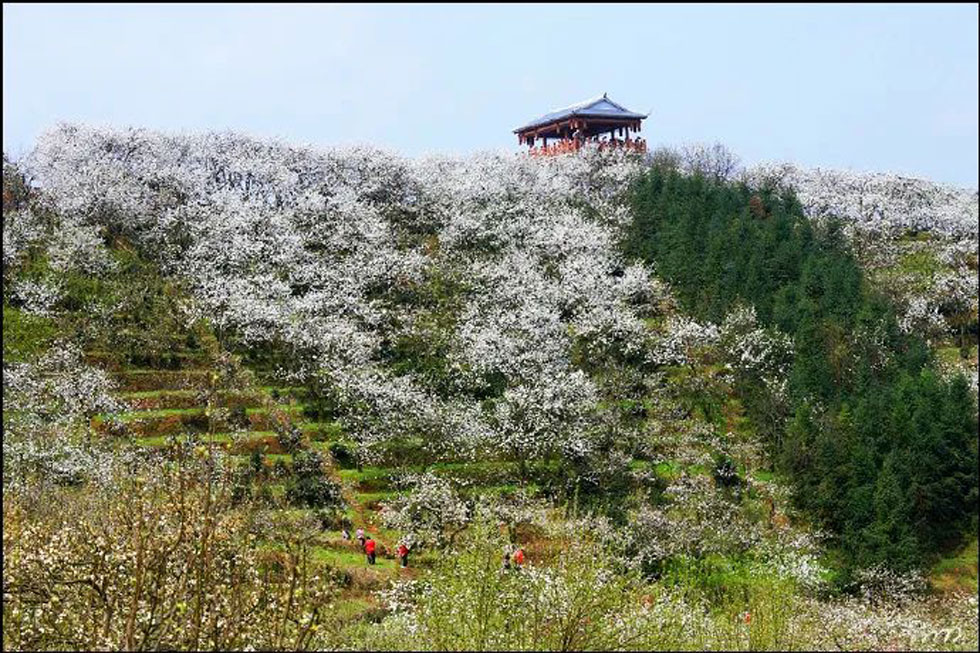 【春天，广西桂林灌阳县向您发出邀请！】我们在灌阳看梨花 - 游山玩水 - 泸州生活社区 - 泸州28生活网 luzhou.28life.net