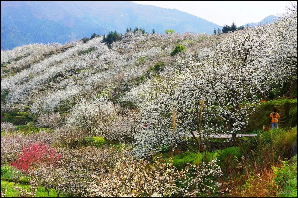 【春天，广西桂林灌阳县向您发出邀请！】我们在灌阳看梨花 - 游山玩水 - 泸州生活社区 - 泸州28生活网 luzhou.28life.net