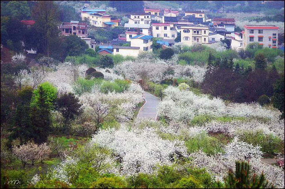 【春天，广西桂林灌阳县向您发出邀请！】我们在灌阳看梨花 - 游山玩水 - 泸州生活社区 - 泸州28生活网 luzhou.28life.net