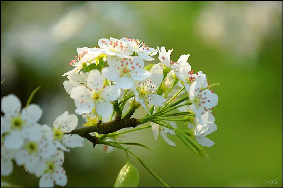 【春天，广西桂林灌阳县向您发出邀请！】我们在灌阳看梨花 - 游山玩水 - 泸州生活社区 - 泸州28生活网 luzhou.28life.net