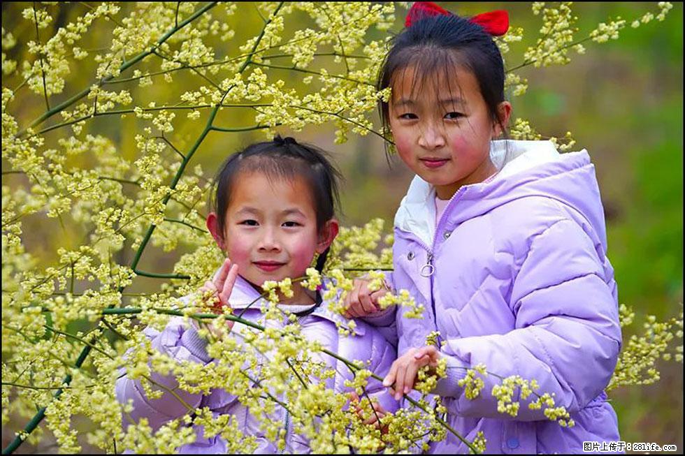 【春天，广西桂林灌阳县向您发出邀请！】米珠山前有片山苍子花在飘香 - 游山玩水 - 泸州生活社区 - 泸州28生活网 luzhou.28life.net