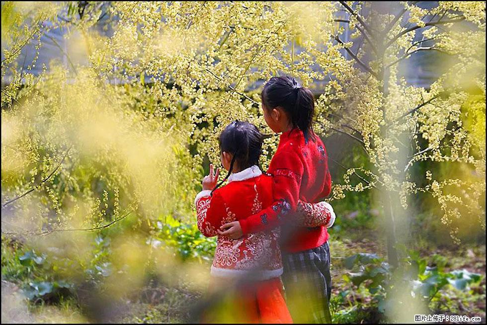 【春天，广西桂林灌阳县向您发出邀请！】米珠山前有片山苍子花在飘香 - 游山玩水 - 泸州生活社区 - 泸州28生活网 luzhou.28life.net