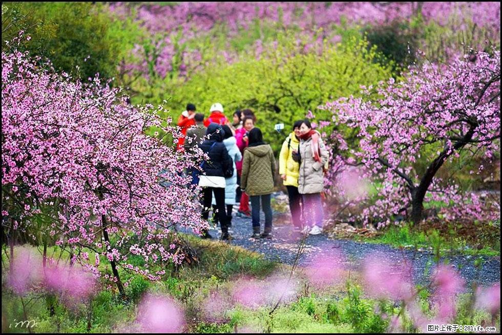 【春天，广西桂林灌阳县向您发出邀请！】官庄村有个醉美的桃花园 - 游山玩水 - 泸州生活社区 - 泸州28生活网 luzhou.28life.net
