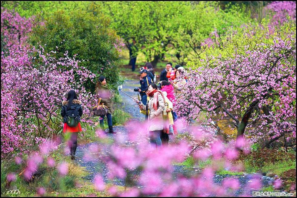 【春天，广西桂林灌阳县向您发出邀请！】官庄村有个醉美的桃花园 - 游山玩水 - 泸州生活社区 - 泸州28生活网 luzhou.28life.net