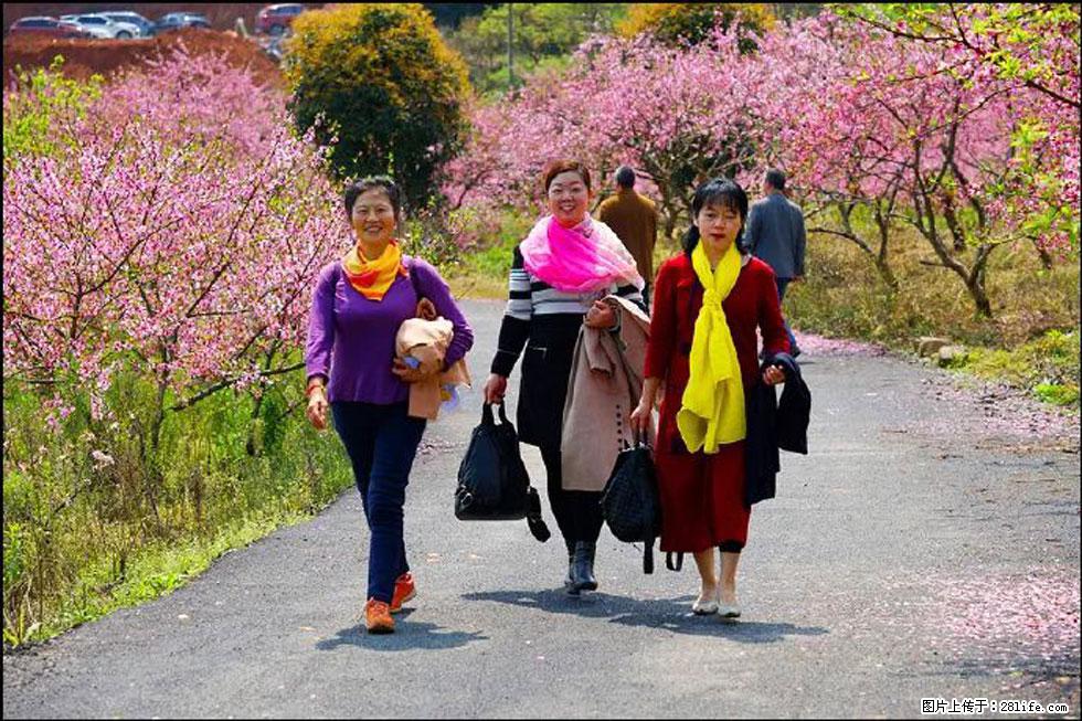 【春天，广西桂林灌阳县向您发出邀请！】官庄村有个醉美的桃花园 - 游山玩水 - 泸州生活社区 - 泸州28生活网 luzhou.28life.net