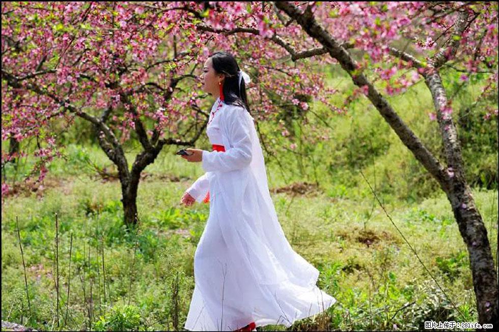 【春天，广西桂林灌阳县向您发出邀请！】官庄村有个醉美的桃花园 - 游山玩水 - 泸州生活社区 - 泸州28生活网 luzhou.28life.net