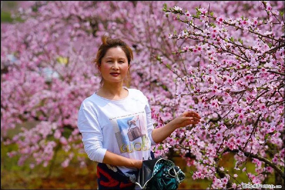 【春天，广西桂林灌阳县向您发出邀请！】官庄村有个醉美的桃花园 - 游山玩水 - 泸州生活社区 - 泸州28生活网 luzhou.28life.net