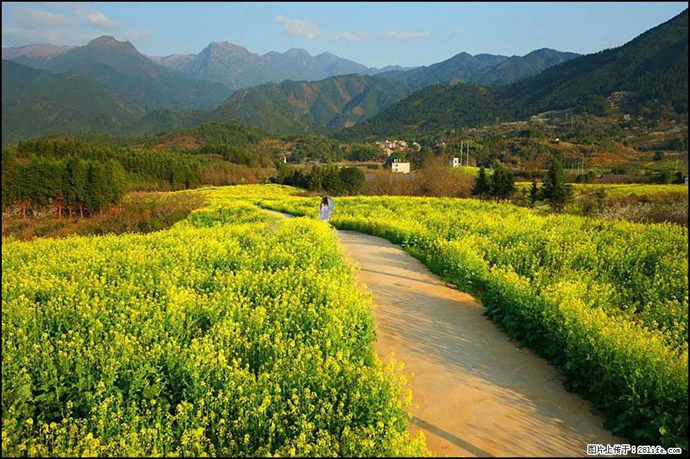 【春天，广西桂林灌阳县向您发出邀请！】长坪村油菜盛情花开 - 游山玩水 - 泸州生活社区 - 泸州28生活网 luzhou.28life.net
