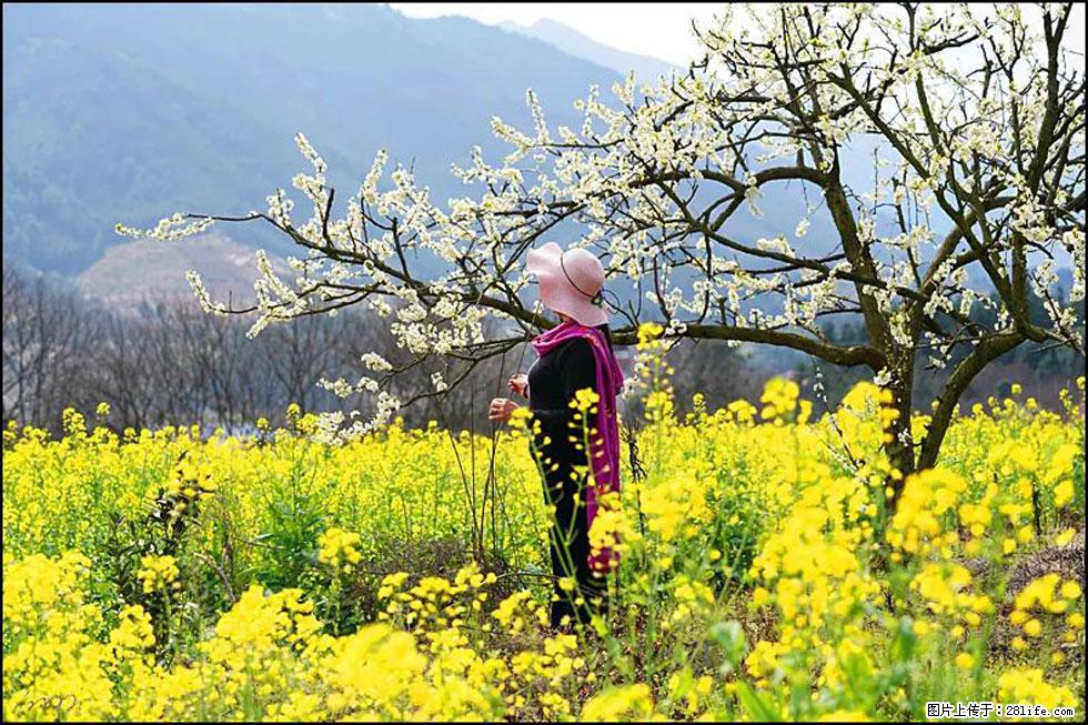 【春天，广西桂林灌阳县向您发出邀请！】长坪村油菜盛情花开 - 游山玩水 - 泸州生活社区 - 泸州28生活网 luzhou.28life.net
