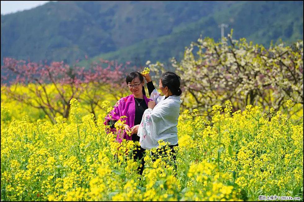 【春天，广西桂林灌阳县向您发出邀请！】长坪村油菜盛情花开 - 游山玩水 - 泸州生活社区 - 泸州28生活网 luzhou.28life.net