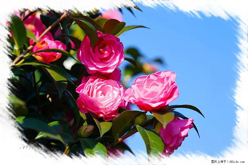 【春天，广西桂林灌阳县向您发出邀请！】杨柳井茶花惹人爱 - 游山玩水 - 泸州生活社区 - 泸州28生活网 luzhou.28life.net
