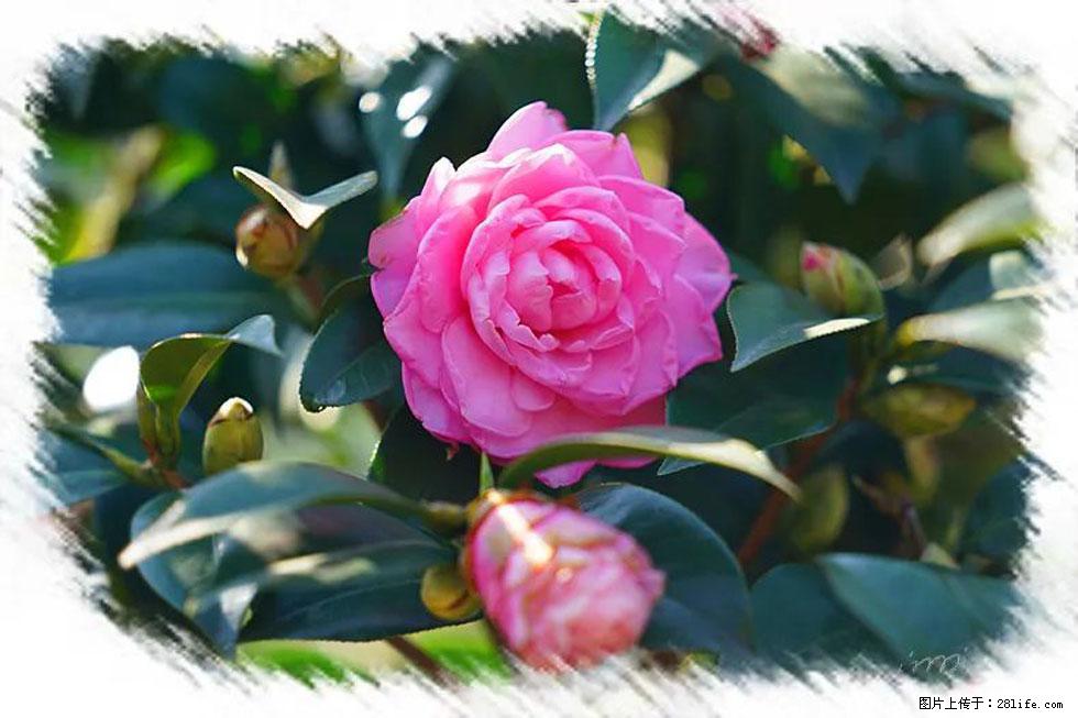 【春天，广西桂林灌阳县向您发出邀请！】杨柳井茶花惹人爱 - 游山玩水 - 泸州生活社区 - 泸州28生活网 luzhou.28life.net