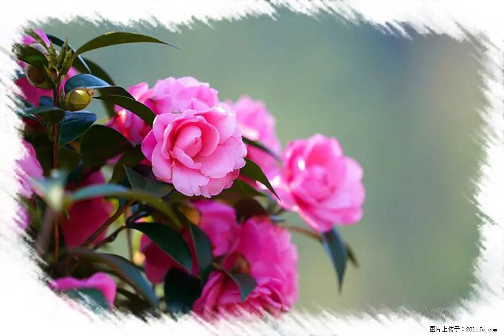 【春天，广西桂林灌阳县向您发出邀请！】杨柳井茶花惹人爱 - 游山玩水 - 泸州生活社区 - 泸州28生活网 luzhou.28life.net