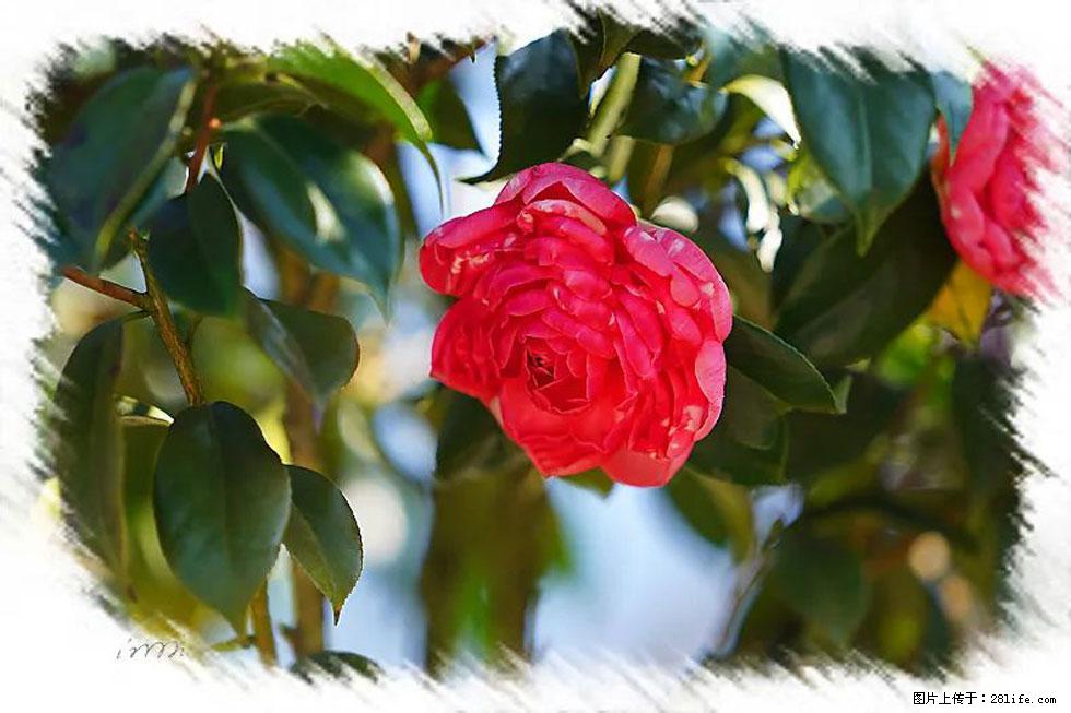 【春天，广西桂林灌阳县向您发出邀请！】杨柳井茶花惹人爱 - 游山玩水 - 泸州生活社区 - 泸州28生活网 luzhou.28life.net