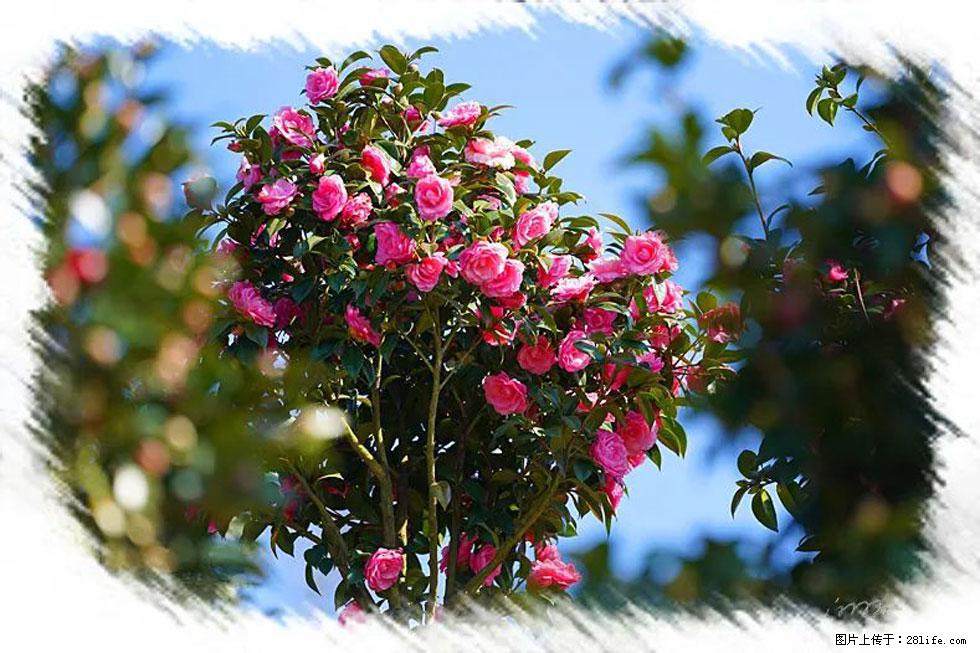 【春天，广西桂林灌阳县向您发出邀请！】杨柳井茶花惹人爱 - 游山玩水 - 泸州生活社区 - 泸州28生活网 luzhou.28life.net
