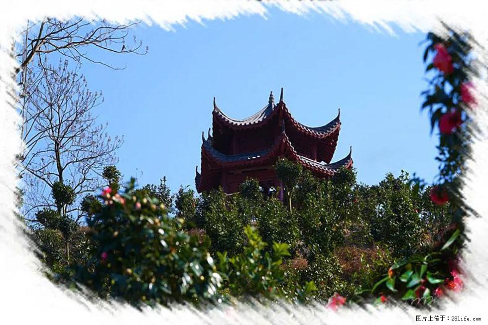 【春天，广西桂林灌阳县向您发出邀请！】杨柳井茶花惹人爱 - 游山玩水 - 泸州生活社区 - 泸州28生活网 luzhou.28life.net