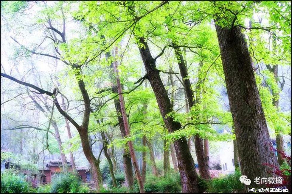 【春天，广西桂林灌阳县向您发出邀请！】在小龙村与春天约会 - 游山玩水 - 泸州生活社区 - 泸州28生活网 luzhou.28life.net