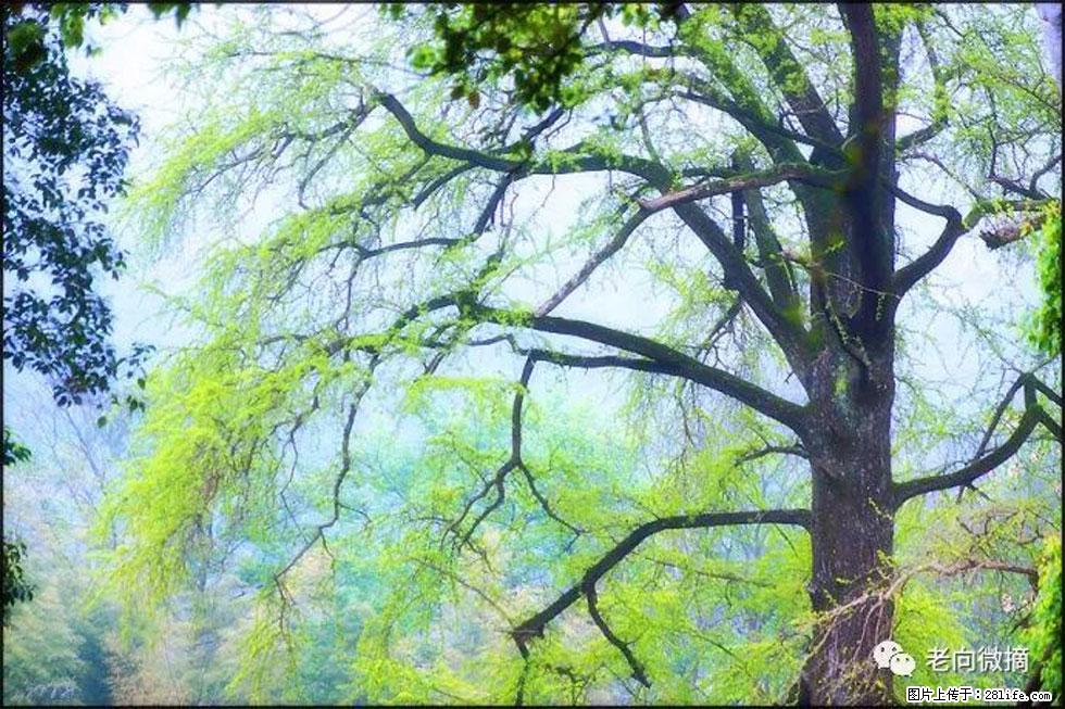 【春天，广西桂林灌阳县向您发出邀请！】在小龙村与春天约会 - 游山玩水 - 泸州生活社区 - 泸州28生活网 luzhou.28life.net