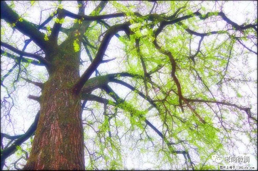 【春天，广西桂林灌阳县向您发出邀请！】在小龙村与春天约会 - 游山玩水 - 泸州生活社区 - 泸州28生活网 luzhou.28life.net