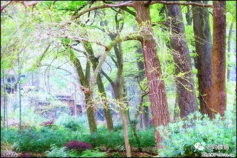 【春天，广西桂林灌阳县向您发出邀请！】在小龙村与春天约会 - 游山玩水 - 泸州生活社区 - 泸州28生活网 luzhou.28life.net