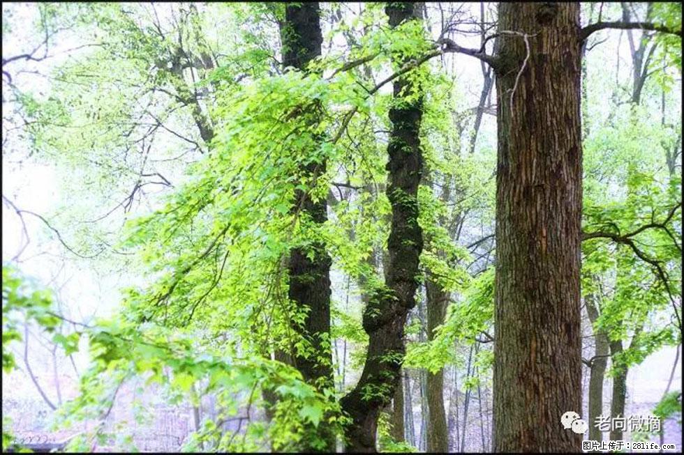 【春天，广西桂林灌阳县向您发出邀请！】在小龙村与春天约会 - 游山玩水 - 泸州生活社区 - 泸州28生活网 luzhou.28life.net