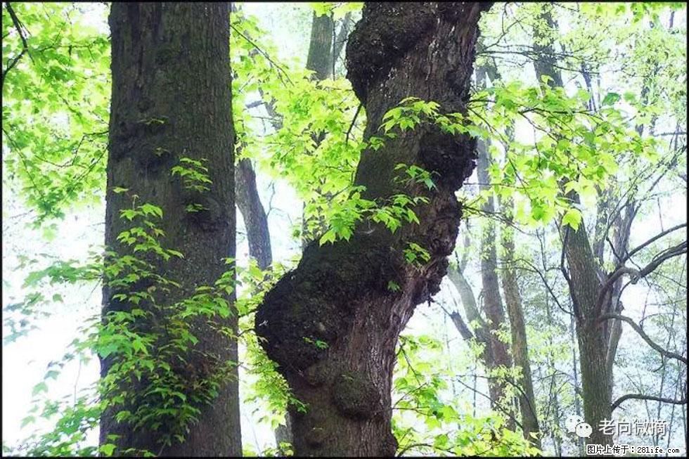 【春天，广西桂林灌阳县向您发出邀请！】在小龙村与春天约会 - 游山玩水 - 泸州生活社区 - 泸州28生活网 luzhou.28life.net