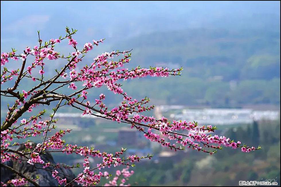 【春天，广西桂林灌阳县向您发出邀请！】望月岭上桃花开 - 游山玩水 - 泸州生活社区 - 泸州28生活网 luzhou.28life.net