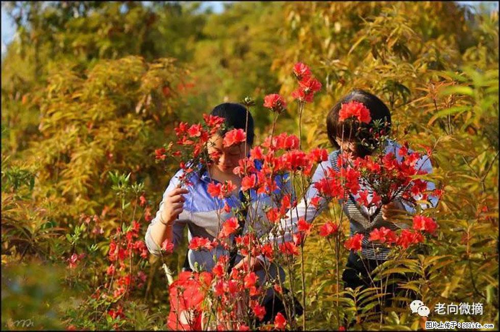 【春天，广西桂林灌阳县向您发出邀请！】登麒麟山，相约映山红 - 游山玩水 - 泸州生活社区 - 泸州28生活网 luzhou.28life.net