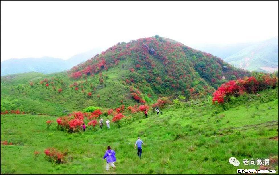 【春天，广西桂林灌阳县向您发出邀请！】宝盖山上映山红 - 游山玩水 - 泸州生活社区 - 泸州28生活网 luzhou.28life.net