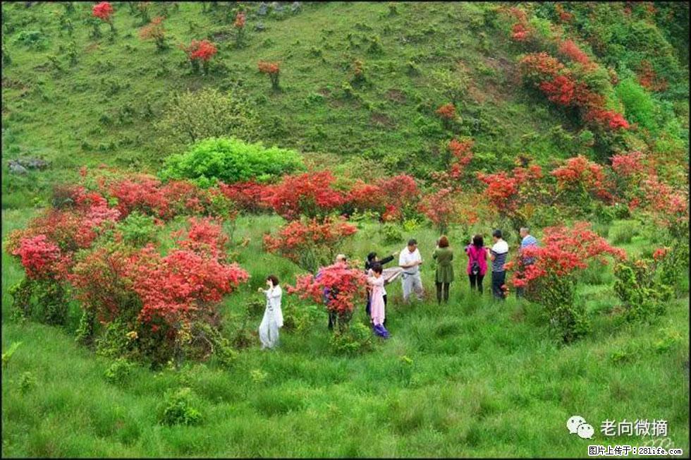 【春天，广西桂林灌阳县向您发出邀请！】宝盖山上映山红 - 游山玩水 - 泸州生活社区 - 泸州28生活网 luzhou.28life.net