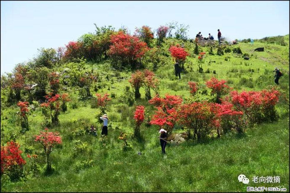 【春天，广西桂林灌阳县向您发出邀请！】宝盖山上映山红 - 游山玩水 - 泸州生活社区 - 泸州28生活网 luzhou.28life.net