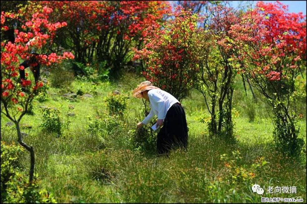 【春天，广西桂林灌阳县向您发出邀请！】宝盖山上映山红 - 游山玩水 - 泸州生活社区 - 泸州28生活网 luzhou.28life.net