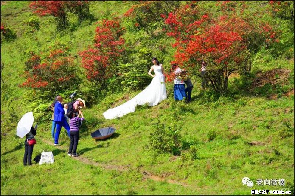 【春天，广西桂林灌阳县向您发出邀请！】宝盖山上映山红 - 游山玩水 - 泸州生活社区 - 泸州28生活网 luzhou.28life.net
