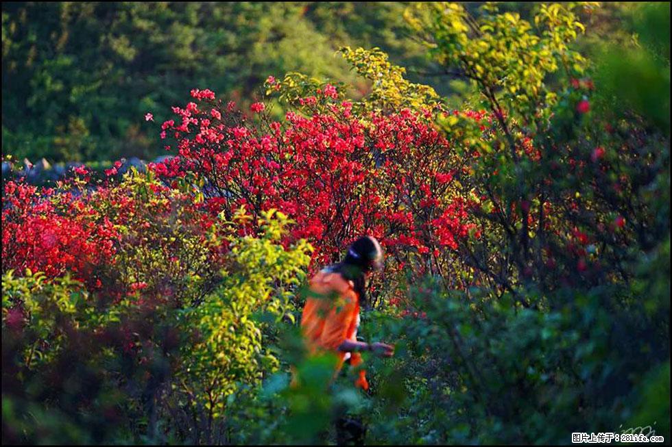 【春天，广西桂林灌阳县向您发出邀请！】春木界上映山红 - 游山玩水 - 泸州生活社区 - 泸州28生活网 luzhou.28life.net