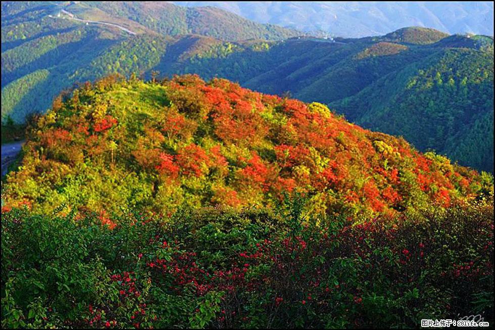 【春天，广西桂林灌阳县向您发出邀请！】春木界上映山红 - 游山玩水 - 泸州生活社区 - 泸州28生活网 luzhou.28life.net