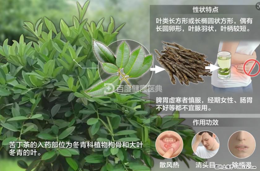 苦丁茶有哪些功效和作用 - 生活百科 - 泸州生活社区 - 泸州28生活网 luzhou.28life.net