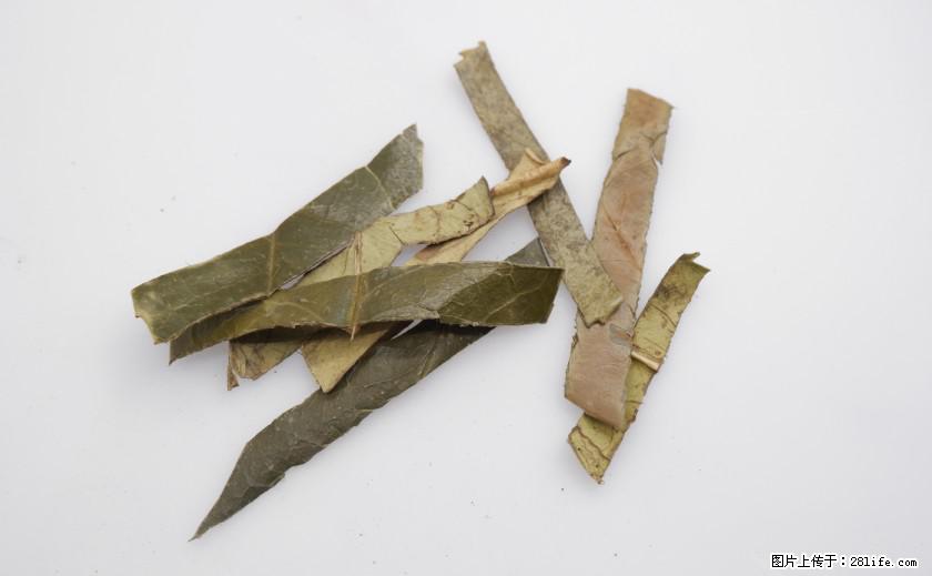 苦丁茶有哪些功效和作用 - 生活百科 - 泸州生活社区 - 泸州28生活网 luzhou.28life.net