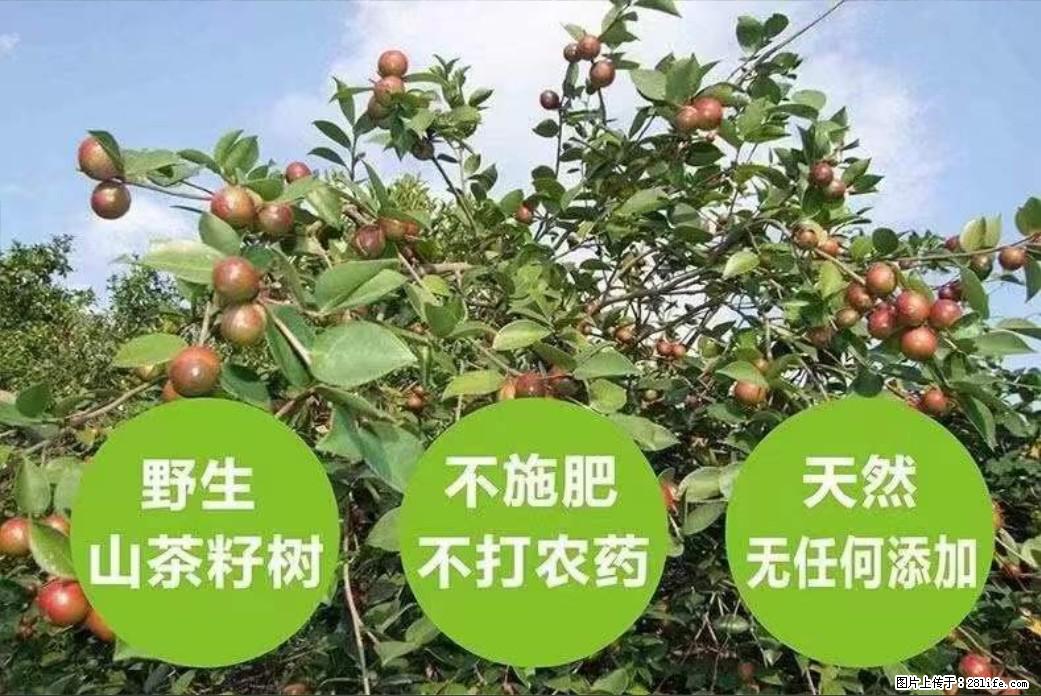 【灌阳县油茶产业示范区】一个有着充实的精神生活的人，对待身外之物自会有一种淡泊的态度 - 美食天地 - 泸州生活社区 - 泸州28生活网 luzhou.28life.net