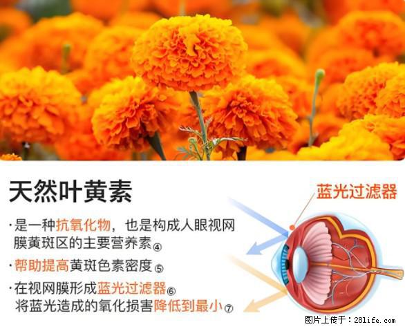 叶黄素有什么功效和作用 - 生活百科 - 泸州生活社区 - 泸州28生活网 luzhou.28life.net