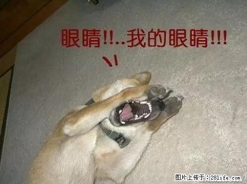 笑癫了!一女的怀孕三年未生,他终于忍不住了... - 娱乐八卦 - 泸州生活社区 - 泸州28生活网 luzhou.28life.net