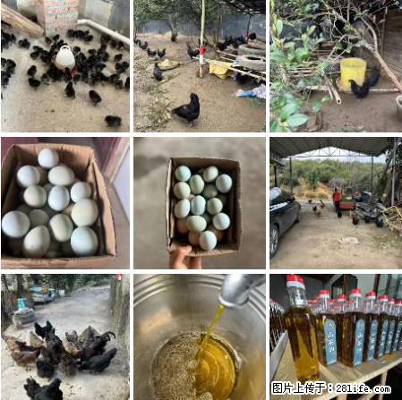 油茶园从小鸡仔开始养起的纯土鸡、土鸡蛋可以预定啦！还有前几天刚榨的纯山茶油哦 - 土特产 - 饮食特产 - 泸州分类信息 - 泸州28生活网 luzhou.28life.net