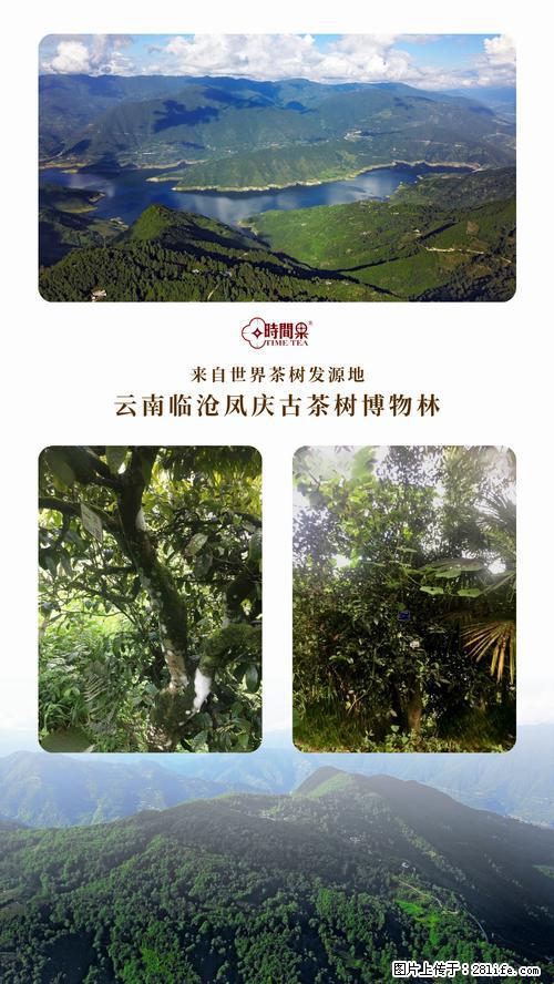 时间果百年古树2025年春红茶 - 购物交流 - 泸州生活社区 - 泸州28生活网 luzhou.28life.net