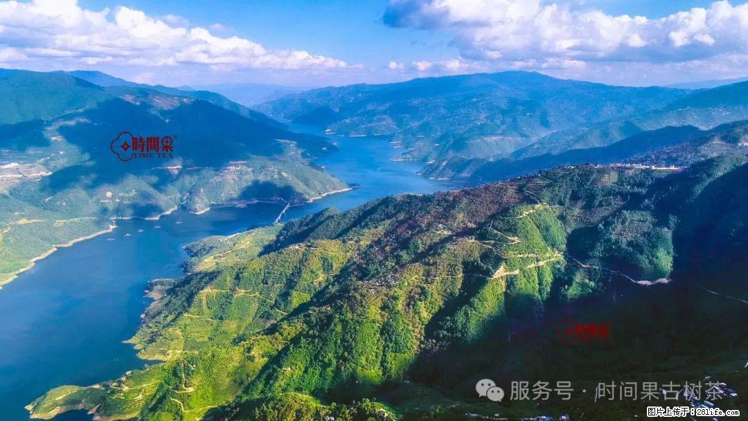 时间果百年古树龙珠普洱生茶 - 购物交流 - 泸州生活社区 - 泸州28生活网 luzhou.28life.net
