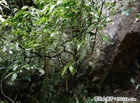 平乐石崖茶，珍贵仅次于金花茶 - 泸州生活资讯 - 泸州28生活网 luzhou.28life.net