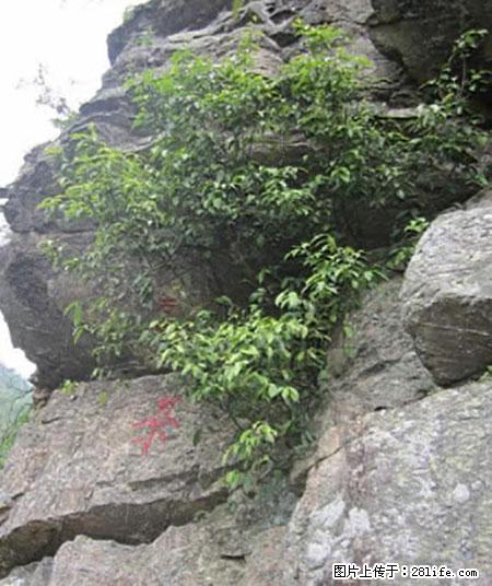 平乐石崖茶，珍贵仅次于金花茶 - 泸州生活资讯 - 泸州28生活网 luzhou.28life.net