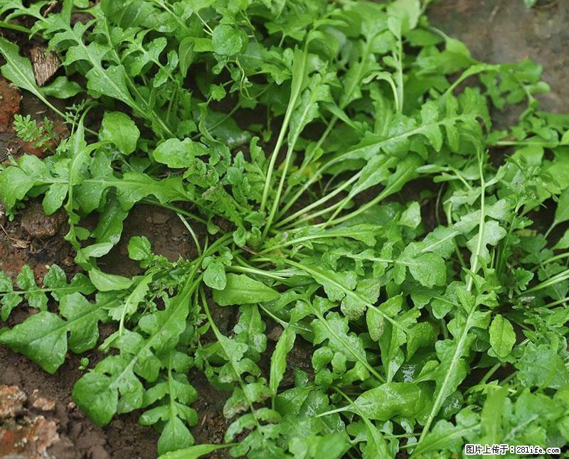 这些蔬菜是“天然钙片”，这6种被医生重点推荐 - 泸州生活资讯 - 泸州28生活网 luzhou.28life.net