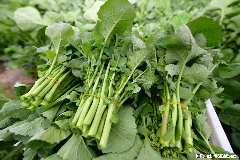 这些蔬菜是“天然钙片”，这6种被医生重点推荐 - 泸州生活资讯 - 泸州28生活网 luzhou.28life.net